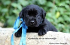 Labrador Retriever , color negro , calidad expo loe y padres a la vista - mejor precio | unprecio.es