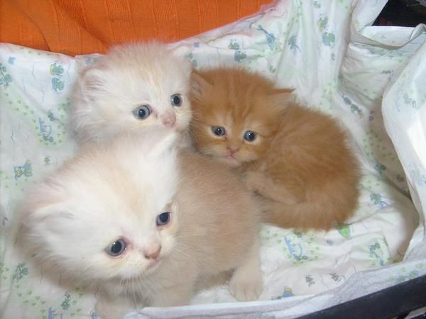 lindos gatitos persas