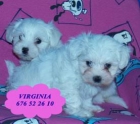 Magnífica camada de Bichon maltes - mejor precio | unprecio.es