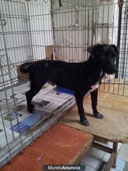 Pulche un perrito de dos años.