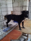 Pulche un perrito de dos años. - mejor precio | unprecio.es