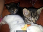 REGALO GATITOS - mejor precio | unprecio.es