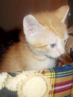 Regalos preciosos gatitos - mejor precio | unprecio.es