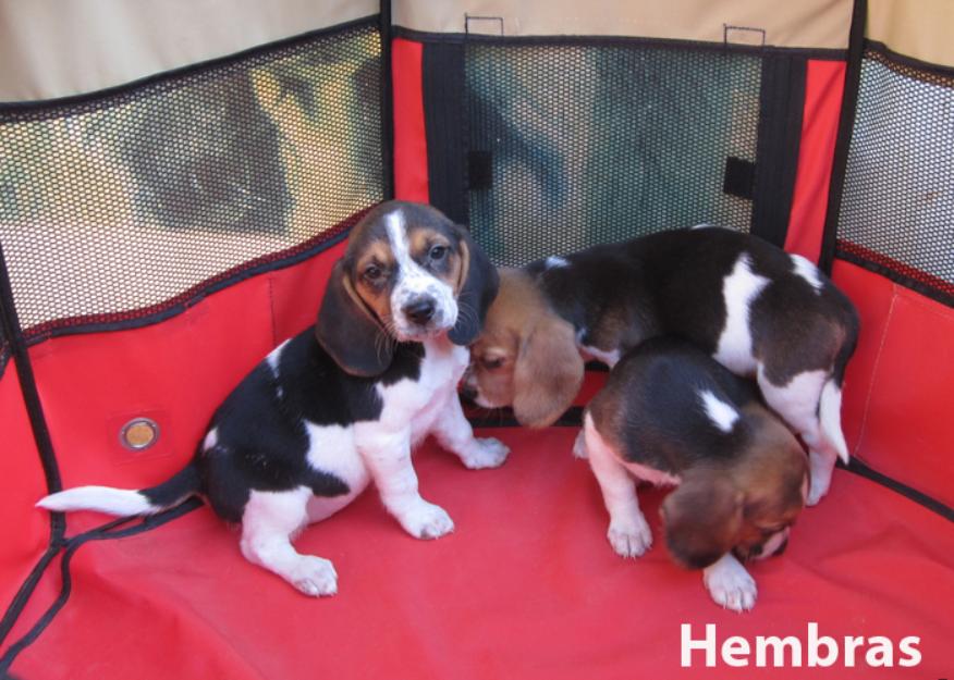 Beagles bicolores y tricolores con pedigri preciosos