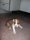 Cachorro American Staffordshire Terrier - mejor precio | unprecio.es