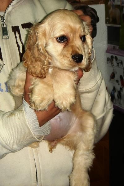 CACHORROS DE COCKER AMERICANO 480