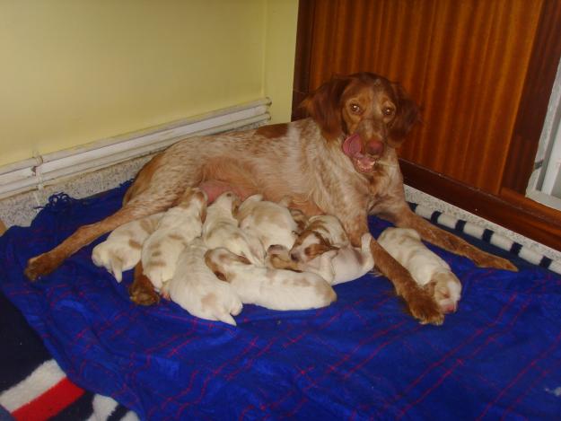 Spaniel Breton