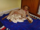Spaniel Breton - mejor precio | unprecio.es