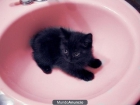 PEQUEÑO dulce gatito bebe busca una familia - mejor precio | unprecio.es