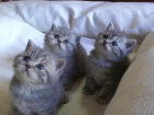 British shorthair - mejor precio | unprecio.es