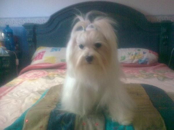 cachorritod de bichon maltes de dos meses