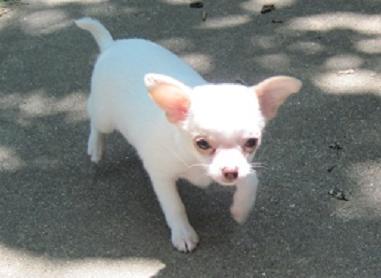 Chihuahua cachorro para su hogar