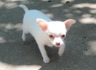 Chihuahua cachorro para su hogar - mejor precio | unprecio.es