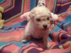 vendo caniches toy,uno blanco(macho) y tres negros(una hembra)a 200€ - mejor precio | unprecio.es