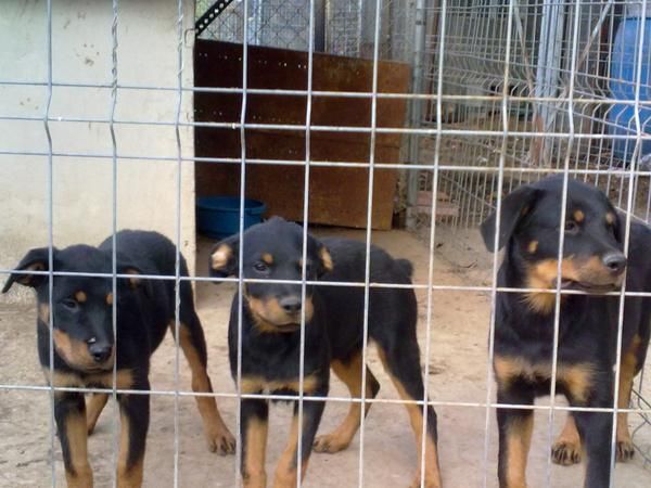 vendo rottweiler