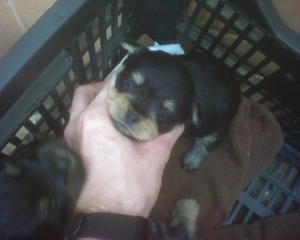 Vendo yorkhise cruzao con pequines a 40 euros