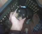 Vendo yorkhise cruzao con pequines a 40 euros - mejor precio | unprecio.es