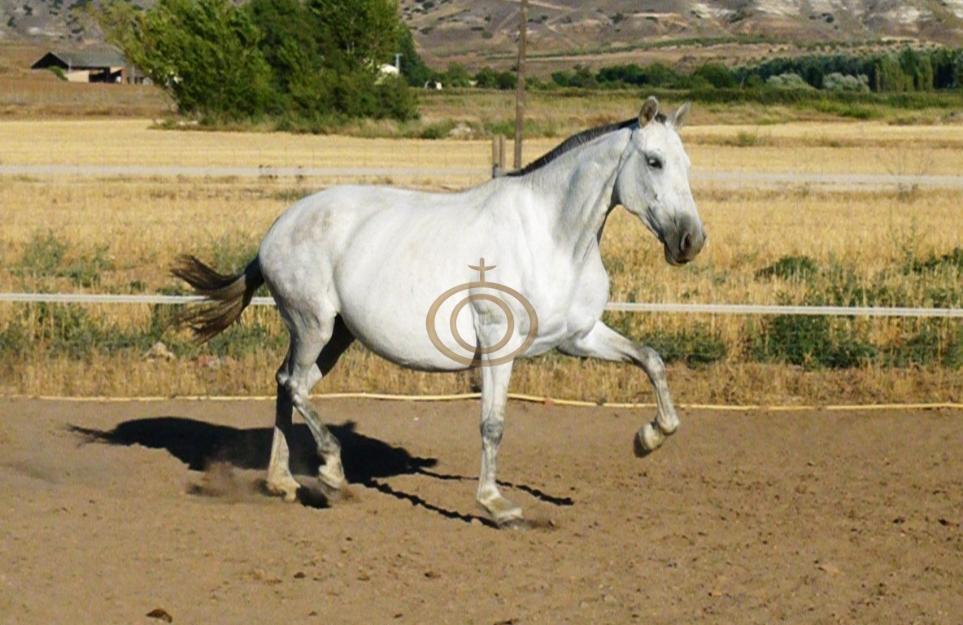 Yegua cartujana torda línea Cuetara - Campana