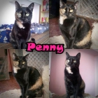 PENNY. Hermosa y cariñosa carey en adopción. - mejor precio | unprecio.es