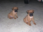 Cachorros de Boxer Canelas con hocico negro - mejor precio | unprecio.es