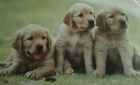 cachorros de golden retriever - mejor precio | unprecio.es