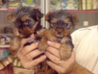 CACHORROS DE YORKSHIRE, CALIDAD EXCELENTE 530 EUROS - mejor precio | unprecio.es