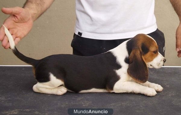 camada de Beagles Tricolores