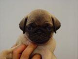 carlino
