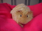 cobayita en adopcion - mejor precio | unprecio.es