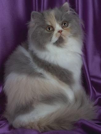 Compro gata persa en valencia.