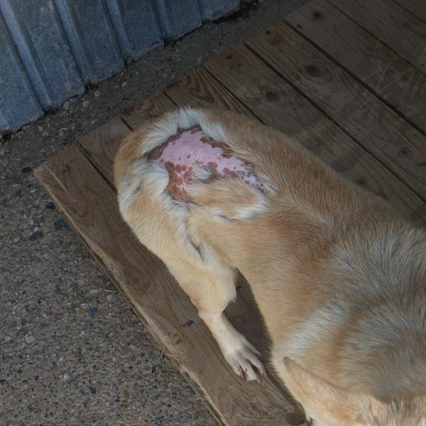 Perro quemado, necesitamos casa de acogida o adoptante