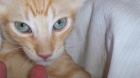 preciosos gatitos abandonados en adopción - mejor precio | unprecio.es