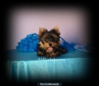 yorkshire terrier - mejor precio | unprecio.es