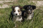 Border Collie listos para entregar cachorros de raza - mejor precio | unprecio.es