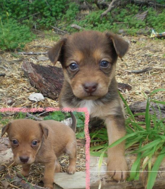 Cachorritas tamaño mediano en adopcion