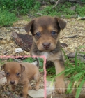 Cachorritas tamaño mediano en adopcion - mejor precio | unprecio.es