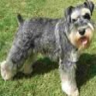 CAMADA DE SCHNAUZER MINIATURA COLOR BLANCO Y OTRA CAMADA DE SAL Y PIMIENTA - mejor precio | unprecio.es