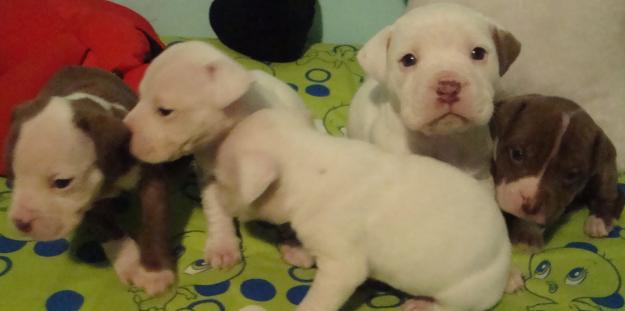 CAMADA PIT BULL RED NOSE 300 EUROS