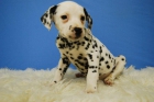 Dalmata cachorros con pedigree de raza y documentacion - mejor precio | unprecio.es