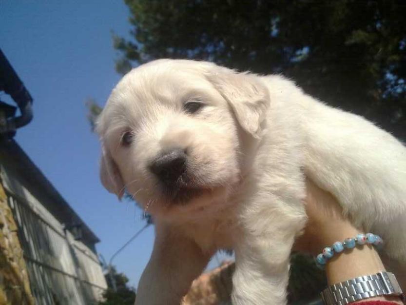 espectacular cachorro de golden retriever