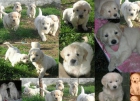 EXCELENTE CAMADA DE GOLDEN RETRIEVER CON PEDIGREE - mejor precio | unprecio.es