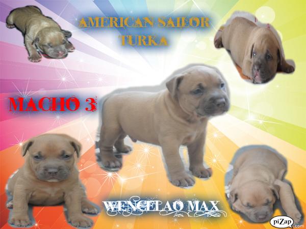 EXPECTACULAR CAMADA DE AMERICAN STAFFORDSHIRE TERRIER CON LOE