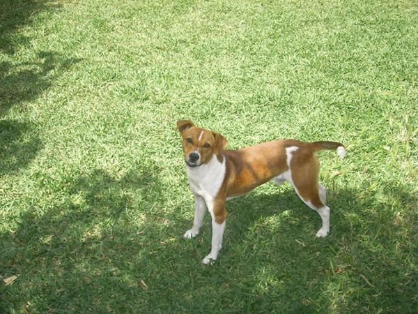 Perro perdido por la zona del Colorado ( Conil de la Frontera-Cádiz)