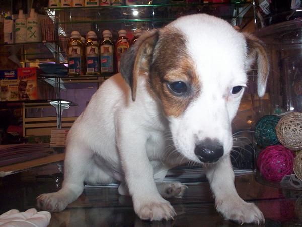 Perros en Barcelona de todas las razas , perros, cachorros, criadero, venta EN TIENDA.   En AQUANATURA encontraras la ma