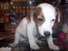 Perros en Barcelona de todas las razas , perros, cachorros, criadero, venta EN TIENDA.   En AQUANATURA encontraras la ma - mejor precio | unprecio.es