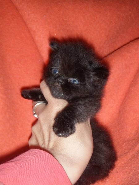 últimos gatitos persas a 200