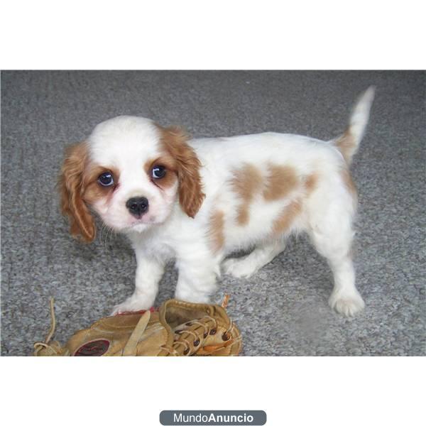 un cachorro Cavalier King Charles Spaniel