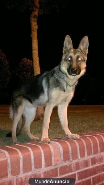 venta cachorra