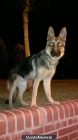 venta cachorra - mejor precio | unprecio.es