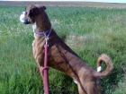 boxer 2 años busca familia para ser adoptado ¡¡ urgente !! - mejor precio | unprecio.es